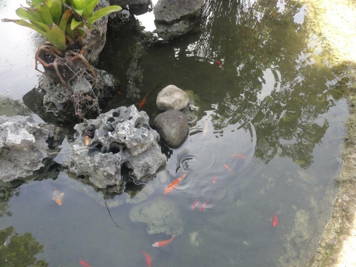 Sea Turtle House Moalboal Hotel Exterior foto